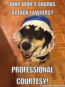 Shark cartoon 4